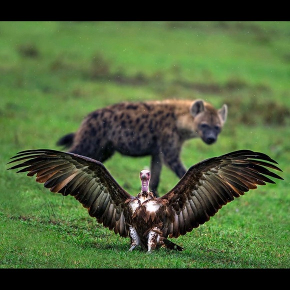 Meet your Posher, Larai - Picture 1 of 1